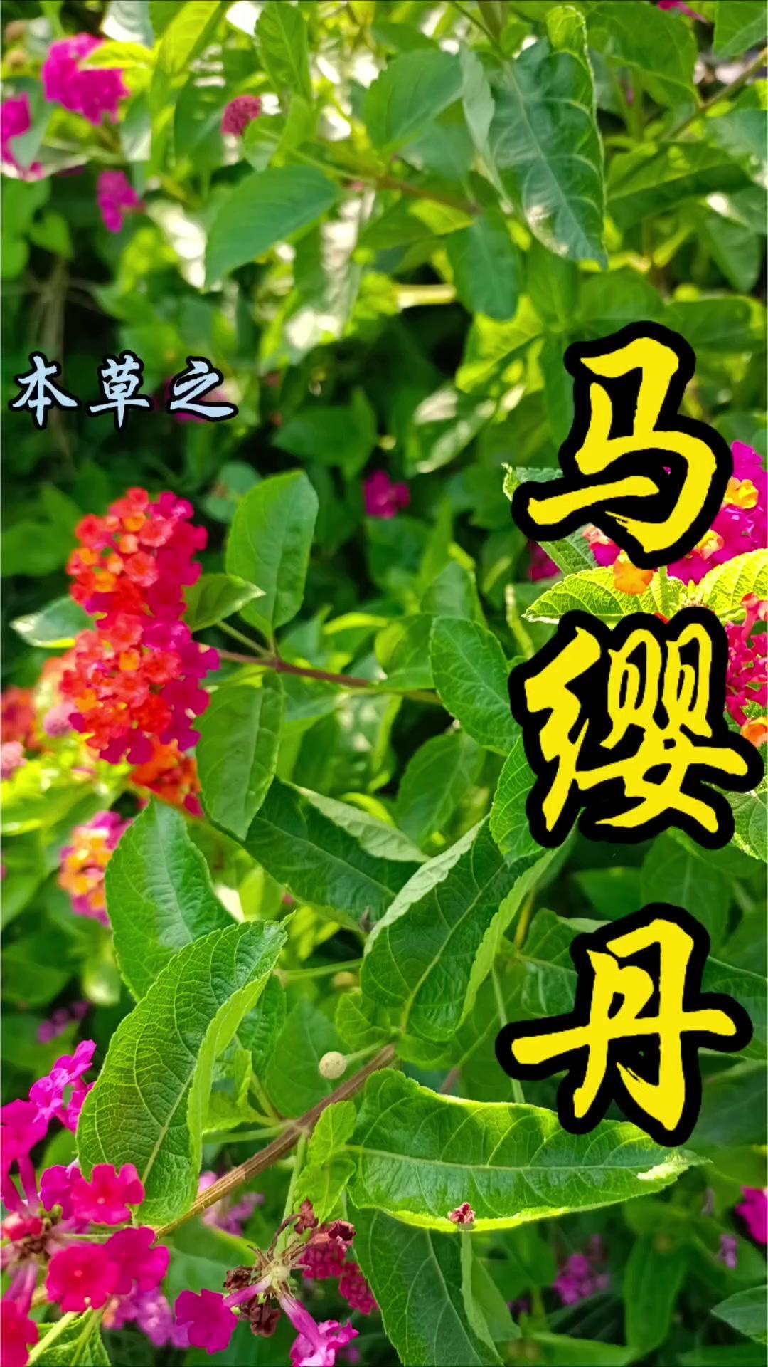 马缨丹是外表极具欺骗性的“蛇蝎美人”类植物，花开五色几乎全年绽放，却因极强的入侵