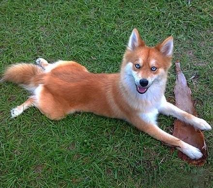 一只哈士奇跟邻居家的博美相恋，本来这巨大的体型差距不被大家看好，结果竟然生下了一