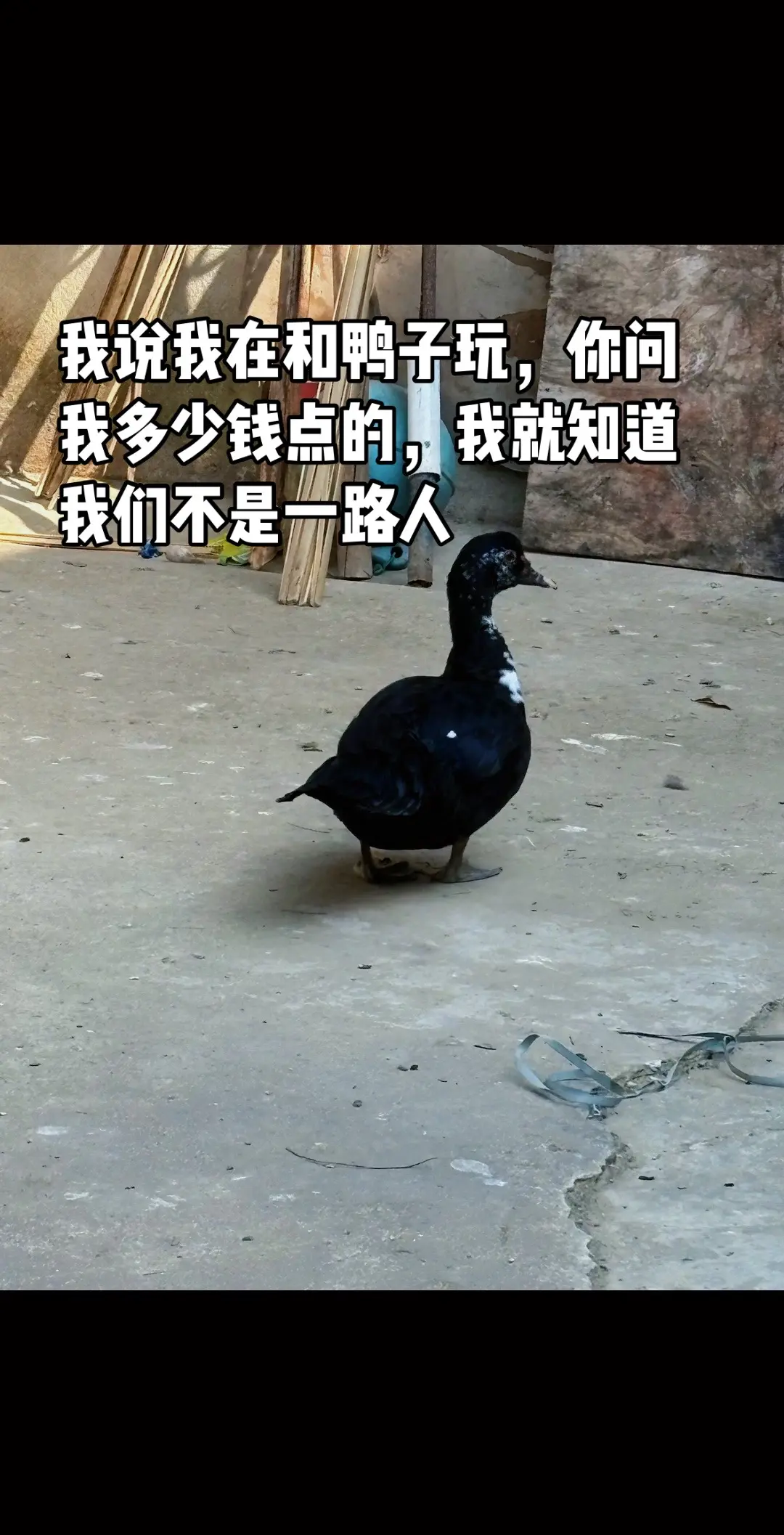 我说我在和鸭子玩，你问我多少钱点的，我就知道我们不是一路人