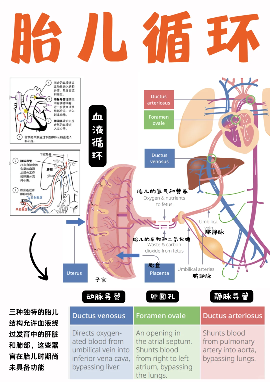 备考RN/胎儿循环！！学！！单词