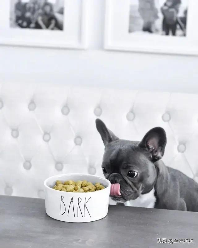 吃饭时被狗狗眼巴巴注视，给不给食物真是个纠结事儿。但我觉得最好别心软。人类食物盐