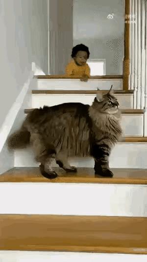 小主人脚下一滑，从楼梯上滚落下来，猫咪见状，一个翻滚自高处迅速跑到小主人跟前，猫