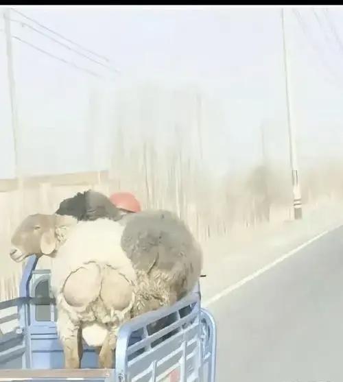 羊喽屁股了好时尚好潮流.