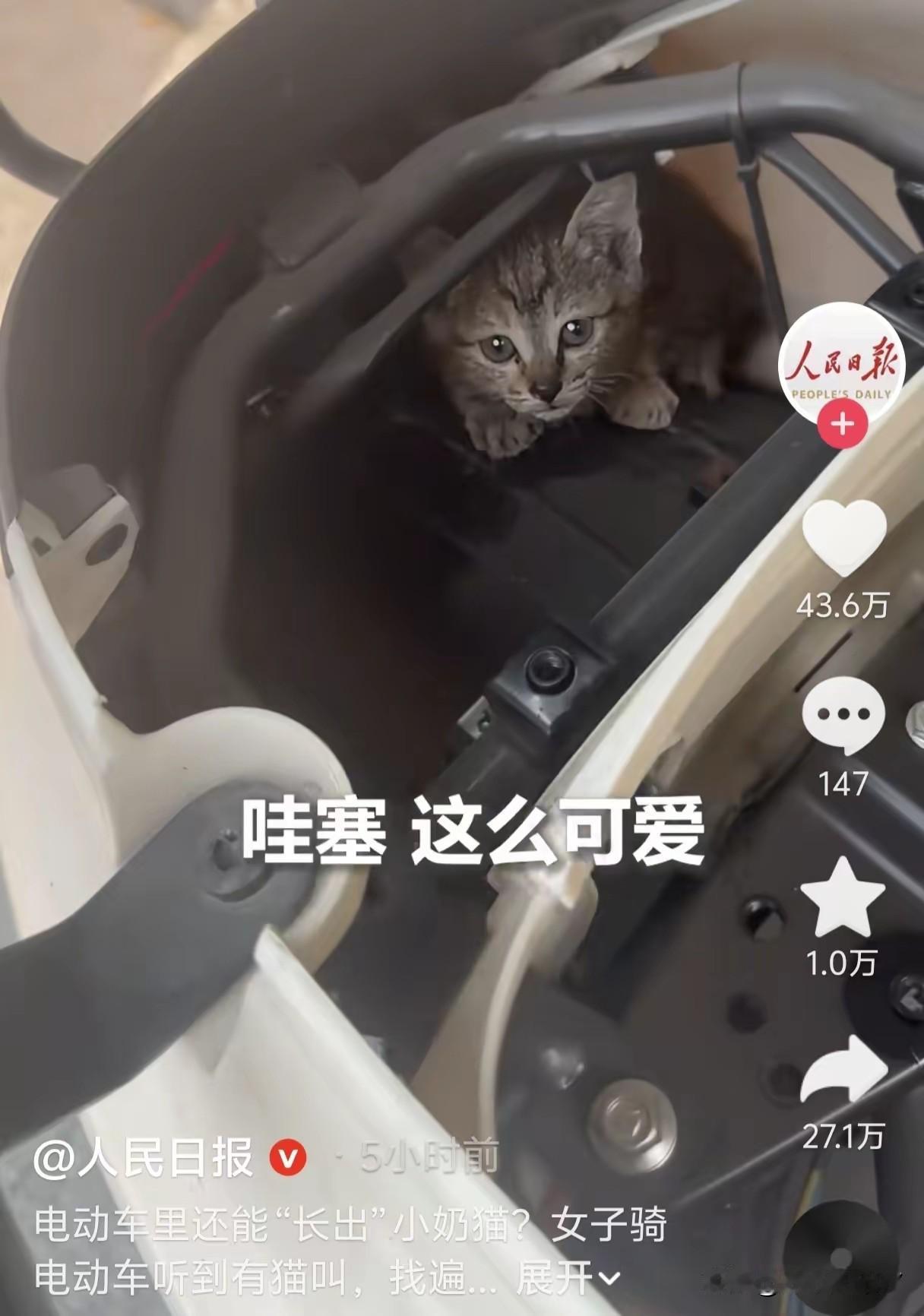 一只小猫咪凭硬核躲猫猫，直接火遍全网，连人民日报都来报道了！
 
4月13号，一