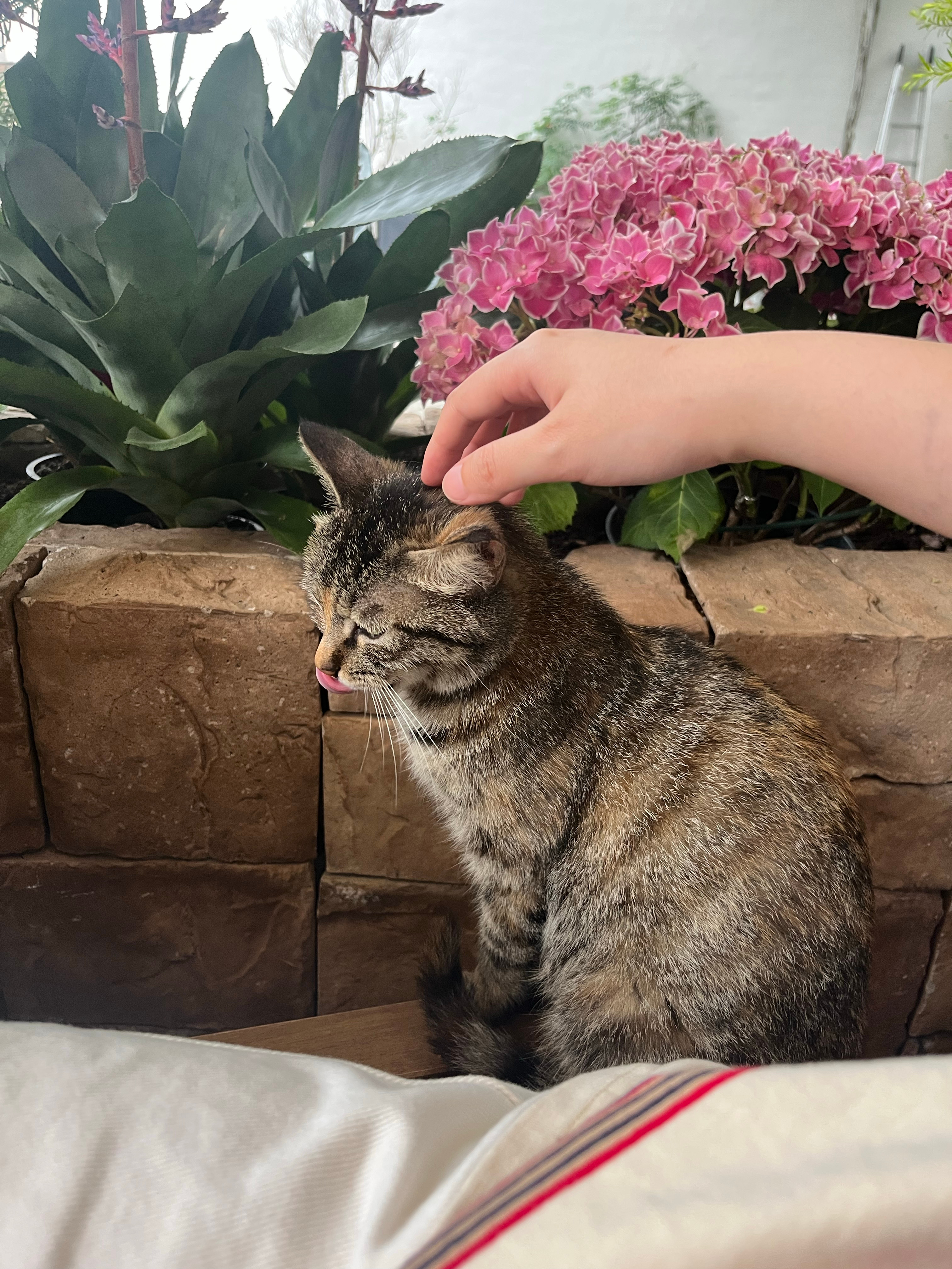 坐室外吃饭的时候被陌生的小猫咪临幸咯～给吃的就给撸 在食物面前 小猫咪也没有很高