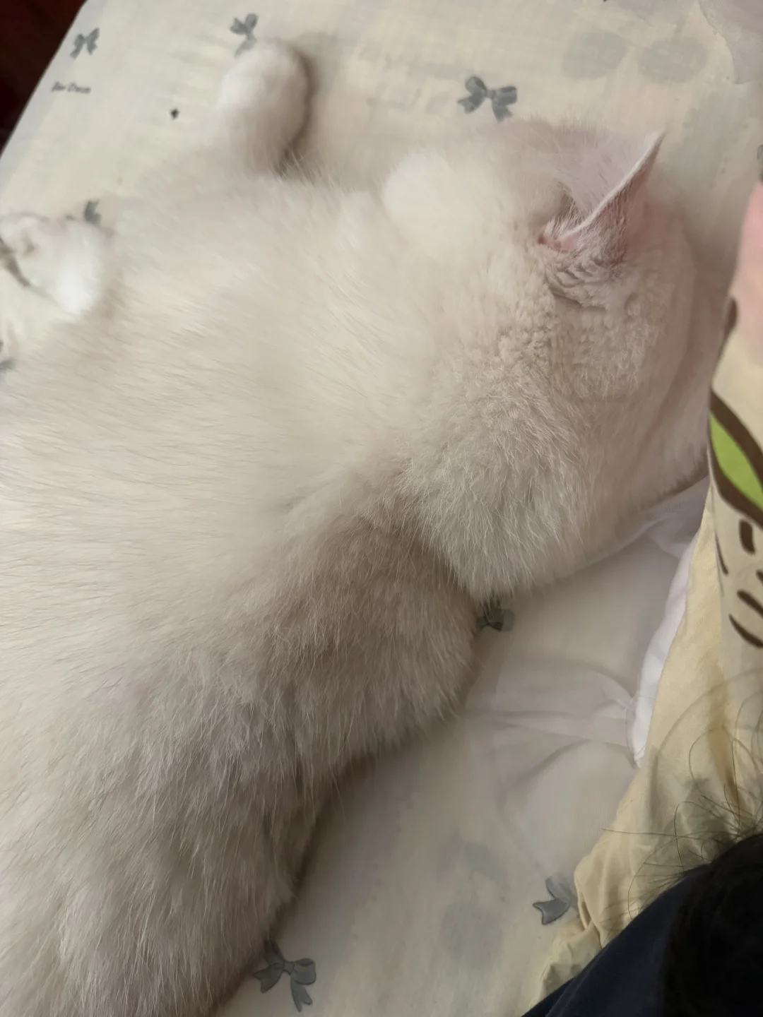 很难跟没猫的野人描述这种幸福感