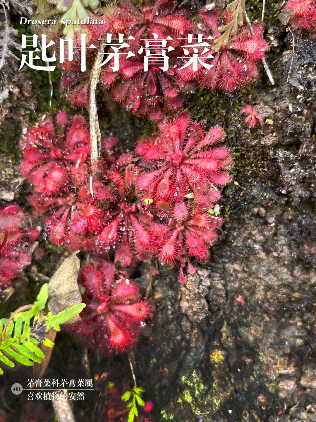 福州植物打标401｜迷人的捕虫高手匙叶茅膏菜