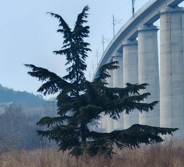 这是雪松吗？
      高达的身躯撑起半边天，像一把巨大雨伞挡风又避雨。