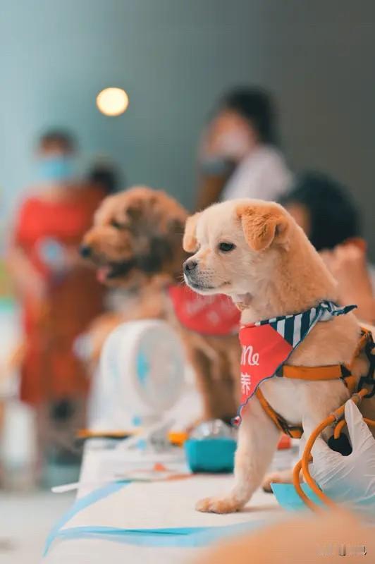 宠物这个赛道真是赚钱快，有大学生一个寒假可以赚上万元。

家里养宠物的家庭越来越