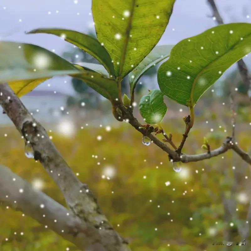 看到“淋春夏秋冬雨”上联
意境深远
此联含四季
历经时光 感受自然之韵
我试对下