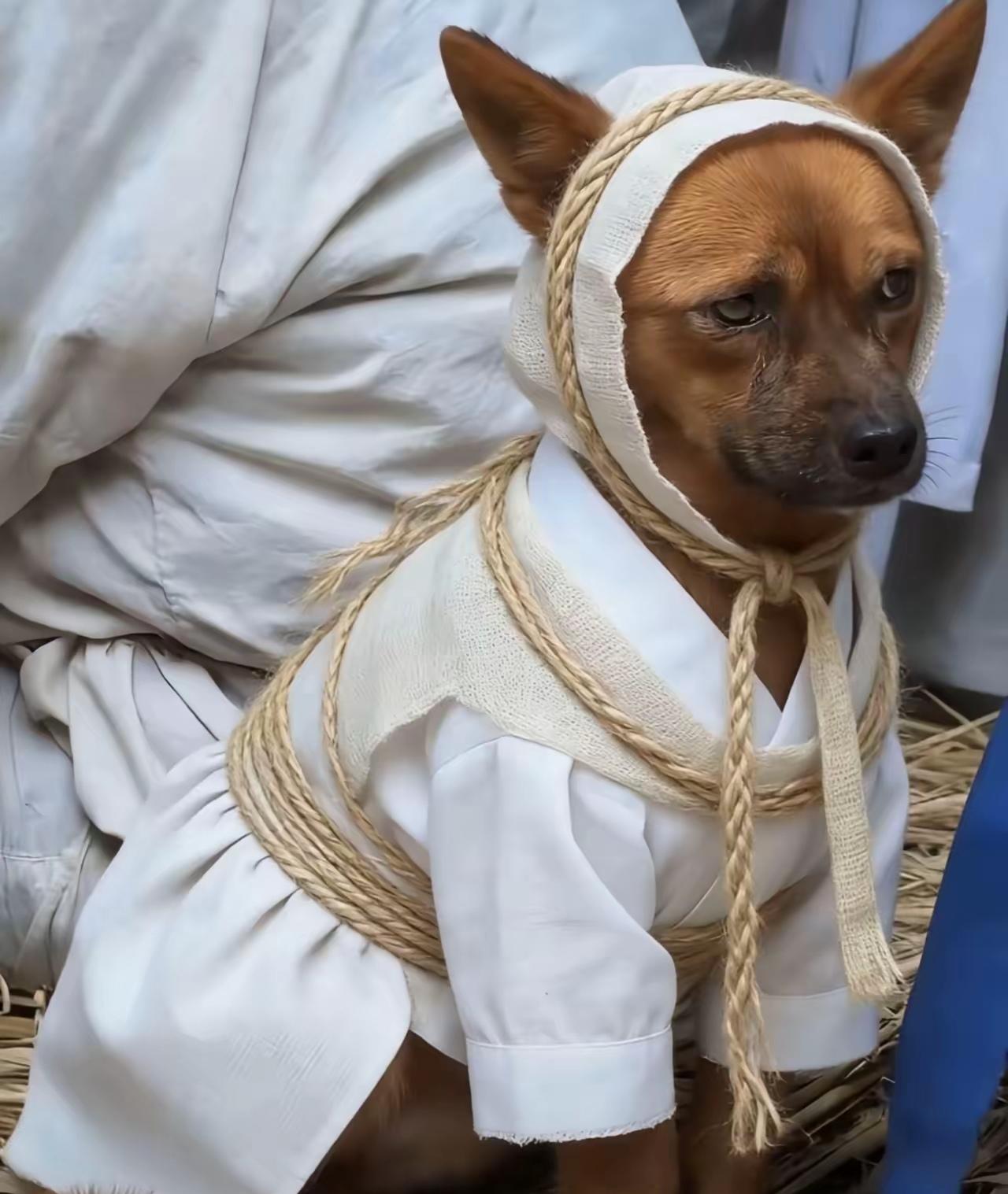 爷爷走的那晚，平静得让人猝不及防。他叮嘱奶奶喂狗后，说自己不舒服先睡了，可这一睡