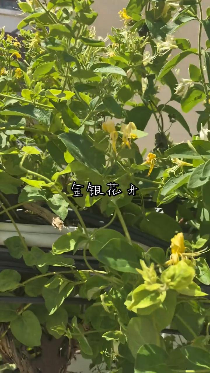 金银花开。