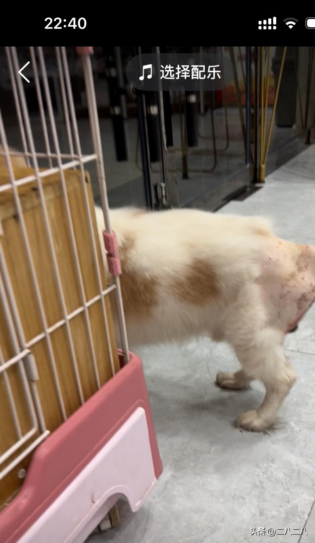 我家小狗十八岁

2025年10月1日，小狗手术第五天。

下午去医院看小狗了，