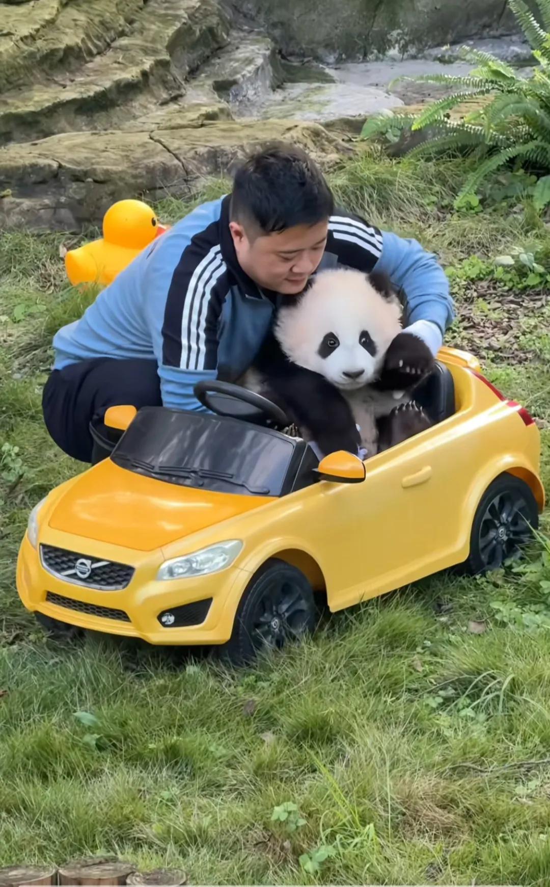 重动的传家宝，可爱的熊猫幼崽都值得拥有！
重庆动物园主打一个勤俭节约，玩具共享，