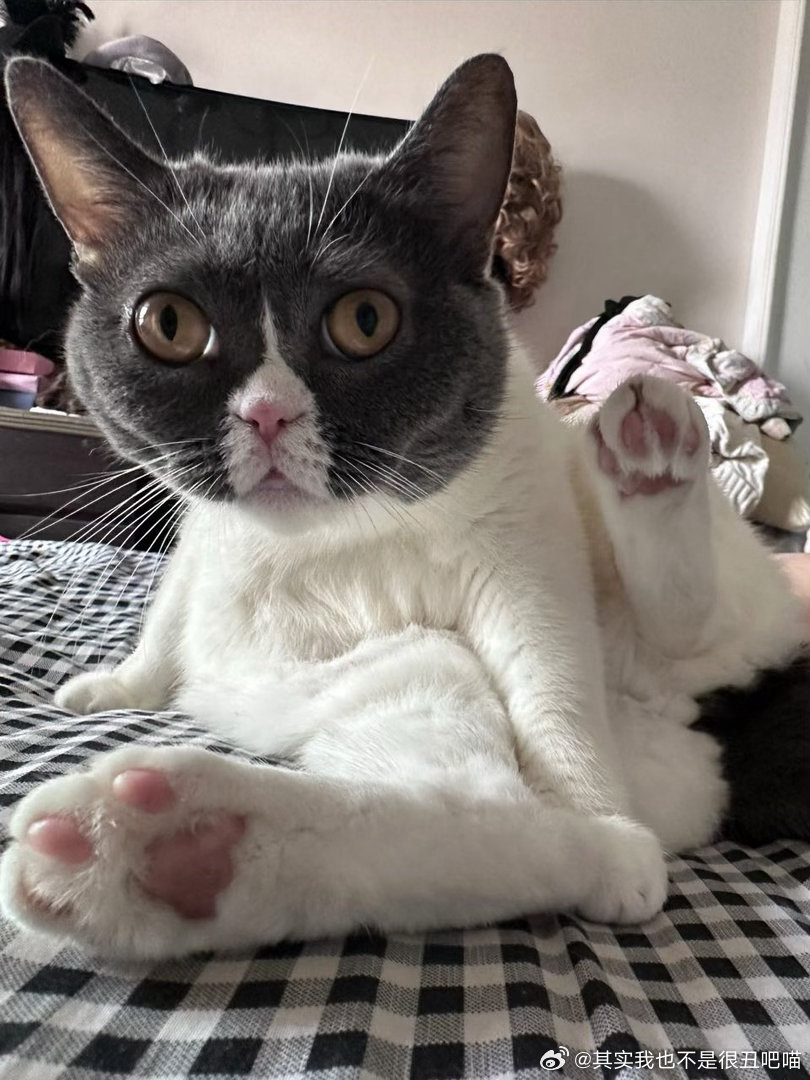 50837【丑猫】。？ 