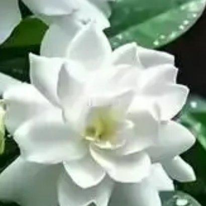 栀子花的种植方法：1. 选苗与土壤：挑选枝叶健壮、无黄叶无虫害的栀子花苗，土壤需