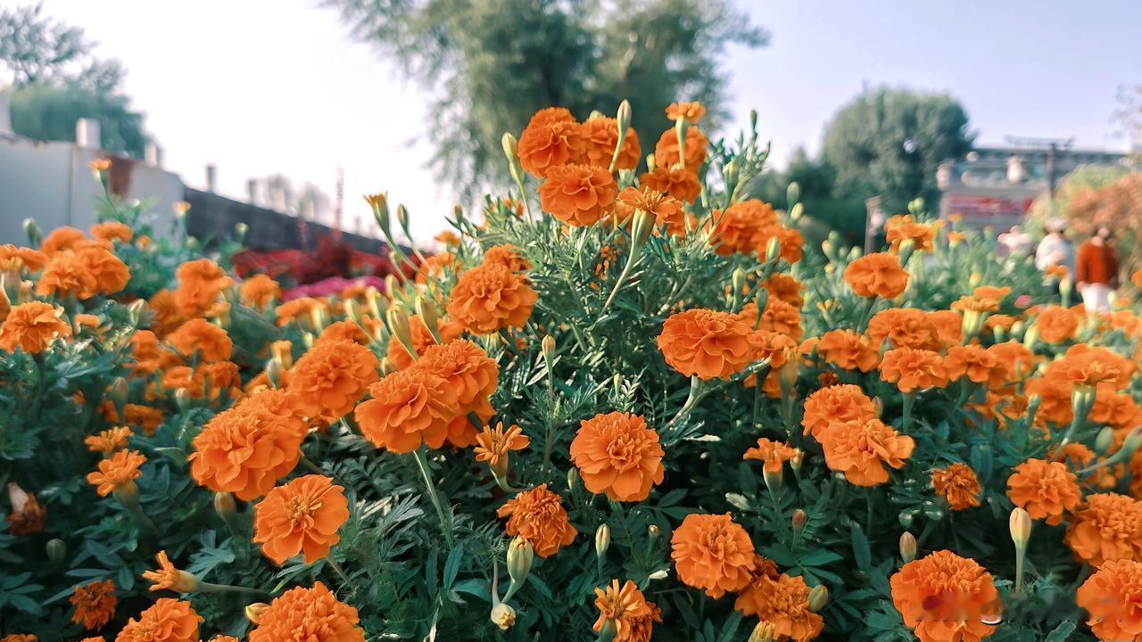 万寿菊最常见的别名：臭芙蓉，也叫臭菊、孔雀菊、缎子花等。
🌼 完整别名列表：