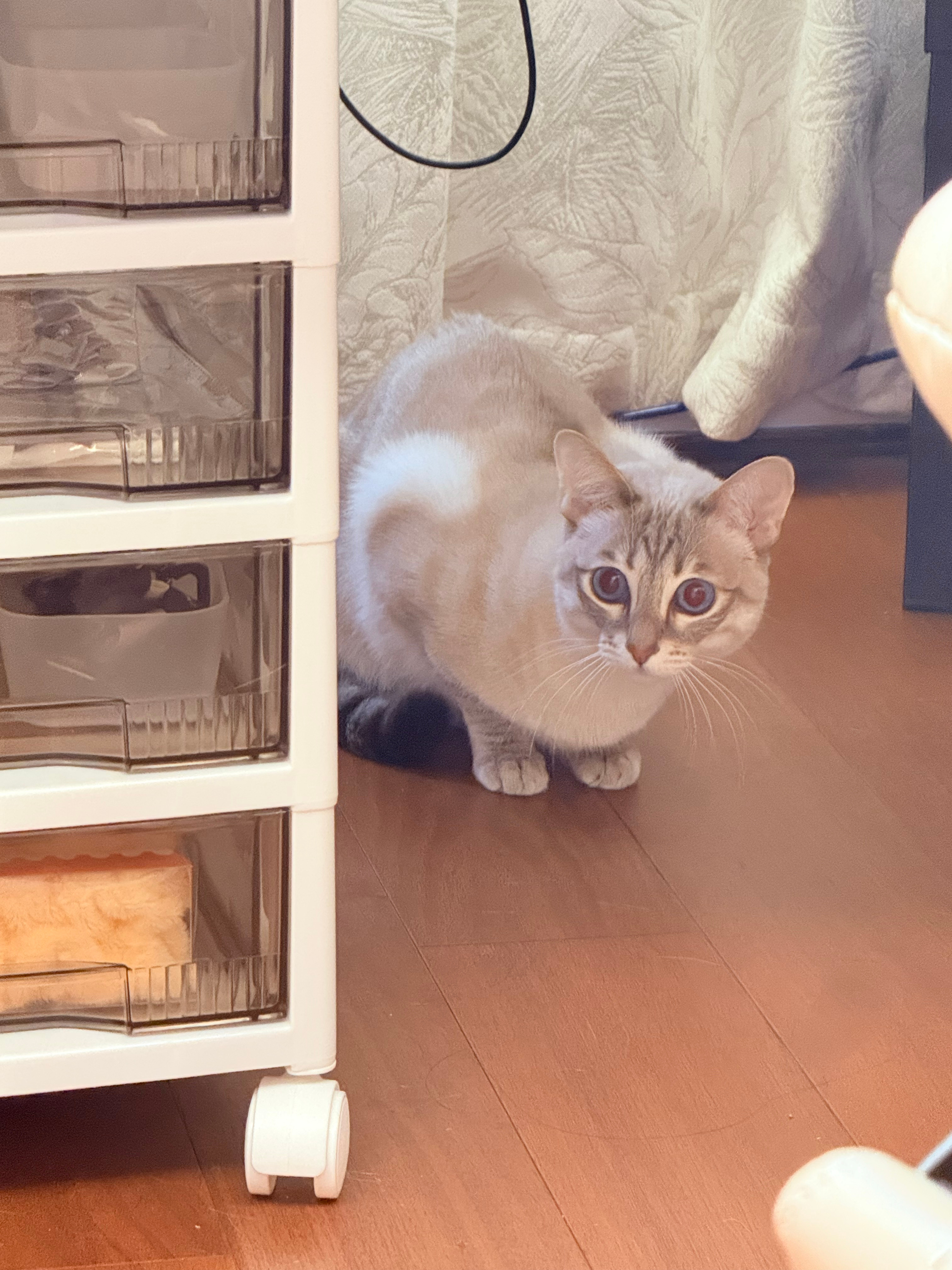 见到哥哥就会变得毛茸茸的 