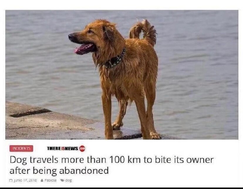 被遗弃的狗狗跋涉100公里为了咬主人一口 