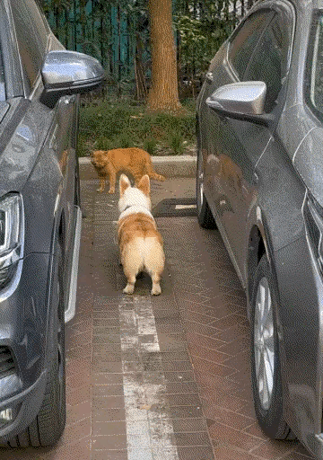 又笨又爱玩，胆小的修狗。