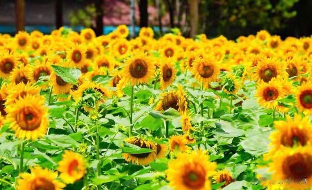 今天我买7号电池
  夏天我家空调电池没电了，今天我下班回家这边买了两节电池。居