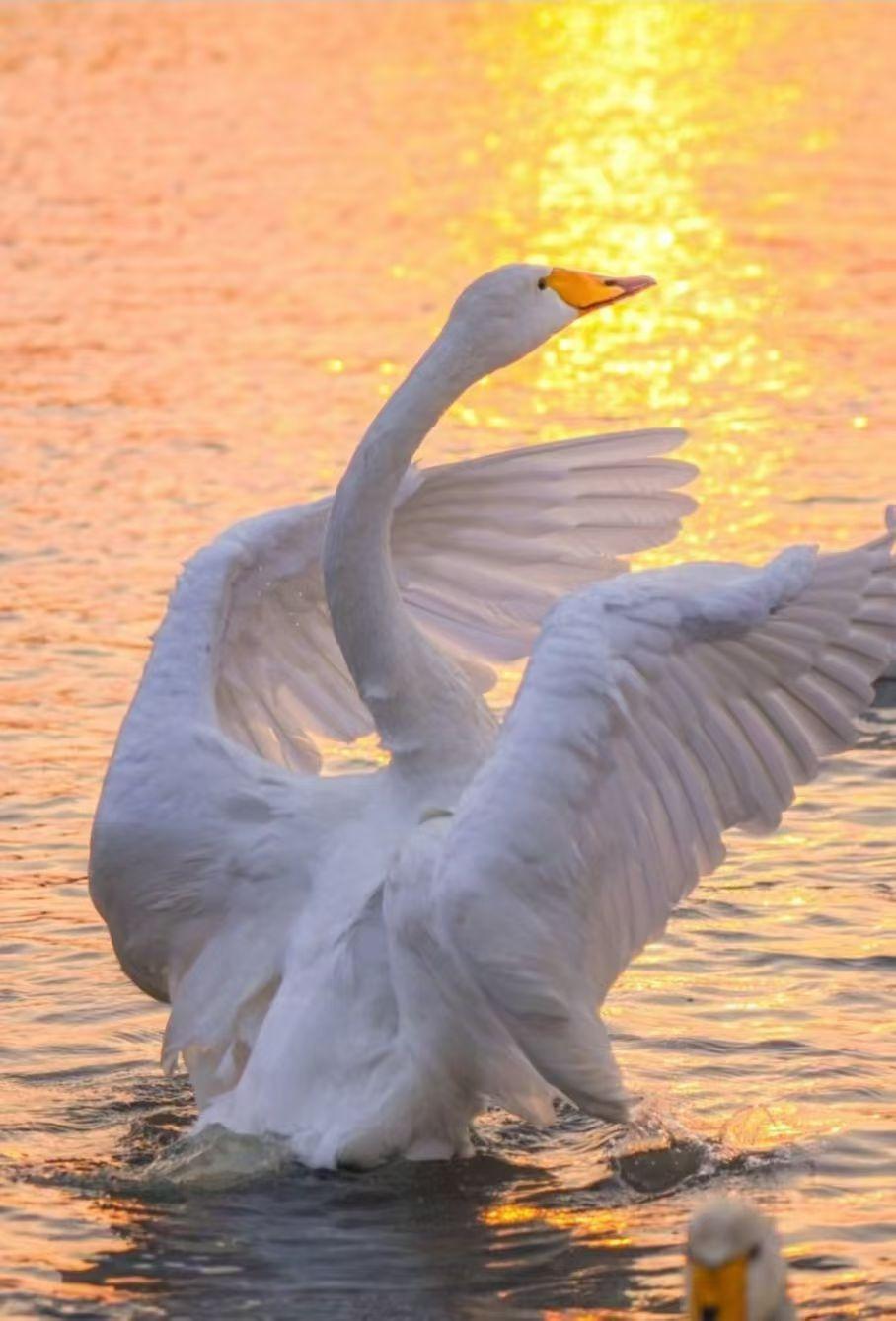 晒图笔记大赛美丽的天鹅仙子，在晨光中翩翩起舞。