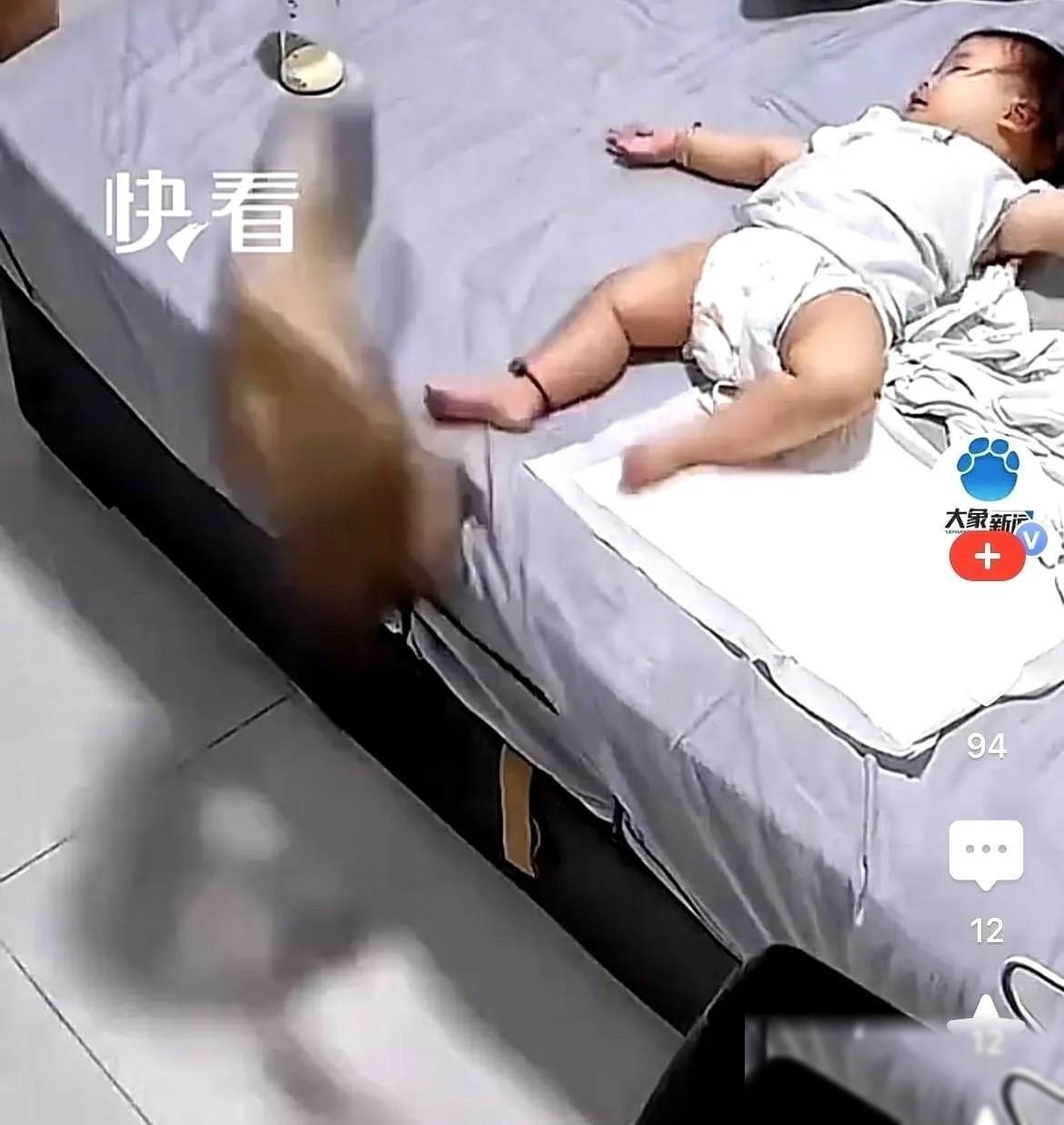 山东一户人家的监控，这两天在网上传疯了。画面里，小宝宝安安静静躺着，有只暹罗猫猛