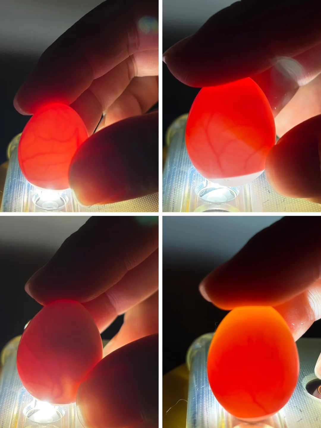 喜报！这是4个能孵出的鸟蛋～