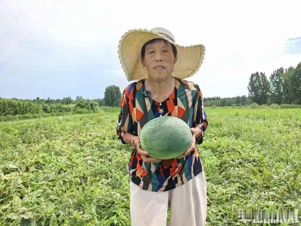六旬老人西瓜丰收遇滞销，万余斤“黑美人”盼买家
眼下正值西瓜上市季，胶州里岔镇刘
