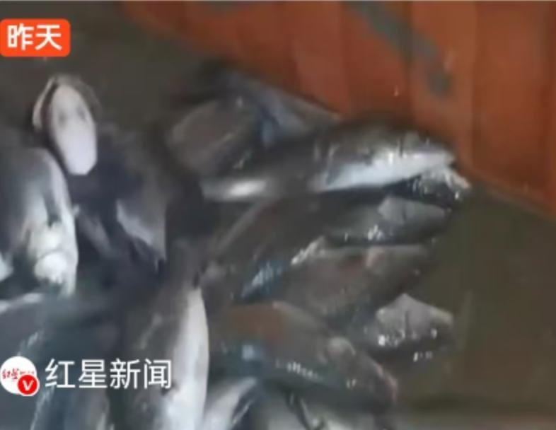 你买的活鱼，可能“喝醉”了？水产市场的“麻醉鱼”秘密，今天必须说清楚！
今年9月