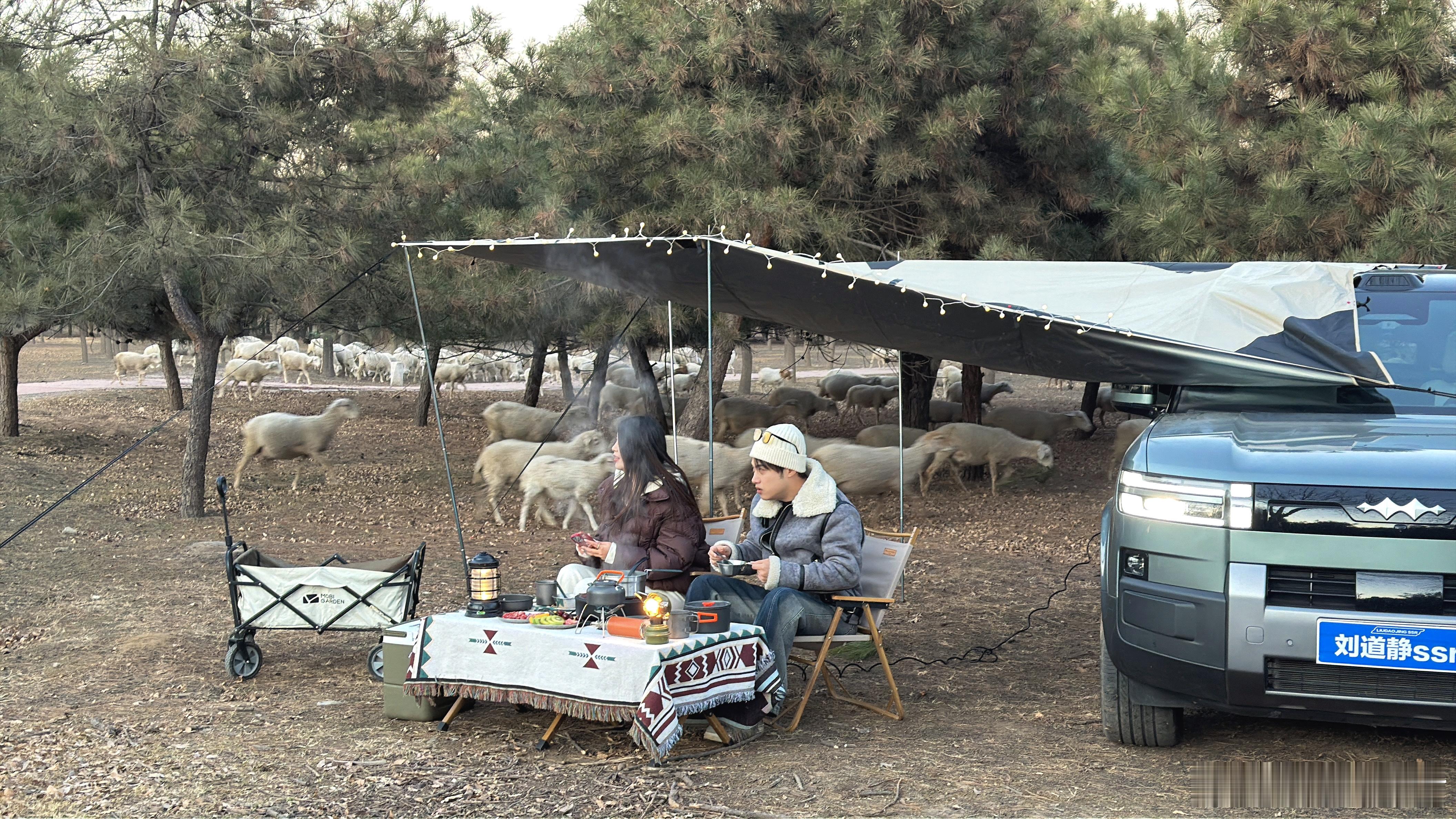 北京这公园里生态环境太好了今天拍露营，居然看见了羊群 北京