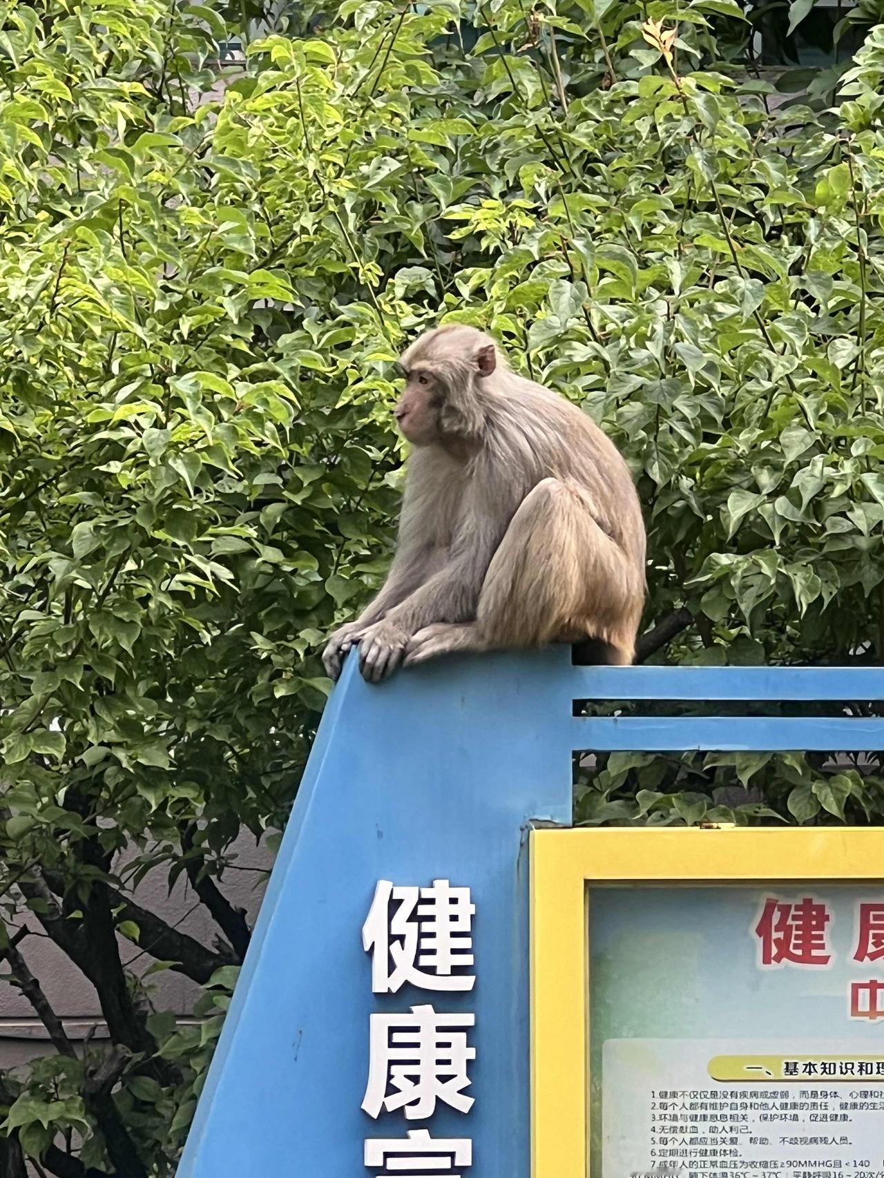 分享一张你拍的动物照片大圣逛小区