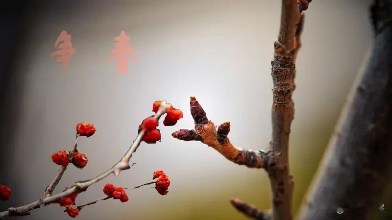 【踏莎行】迎春
雪缀梅香，
人归年近。
春联腹稿推敲准。
熬糖煮豆打糍粑，
杀猪