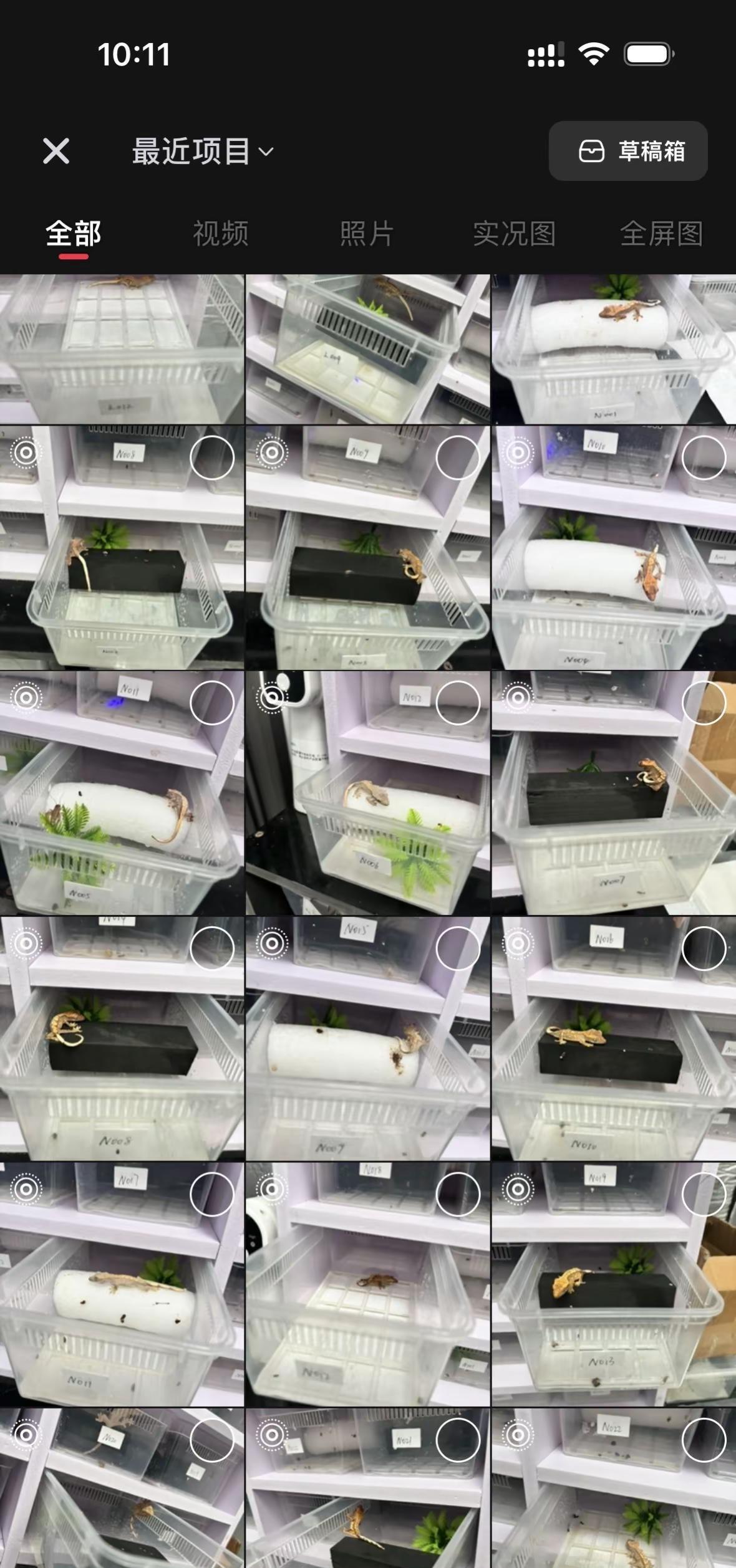 几百只健康小睫 可以挑选 图片都是实拍！新手教你从小带到大守宫宝宝 守宫 爬宠生