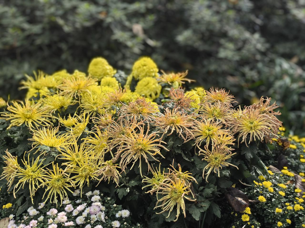 【菊韵（13）】