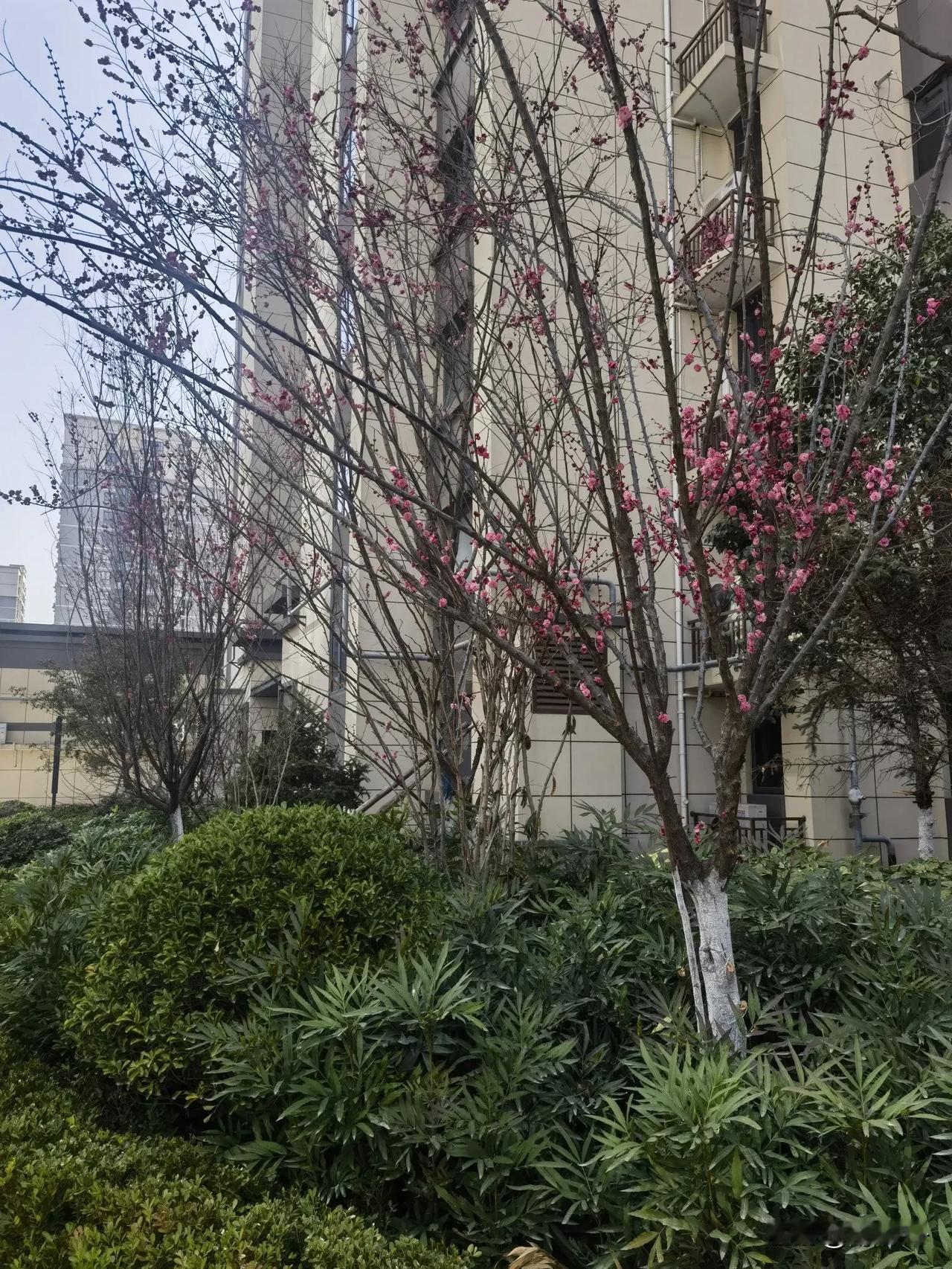 西安严寒的冬天已经过去了，城市的春天即将来临！生活真不易，愿未来可期，日子能好起