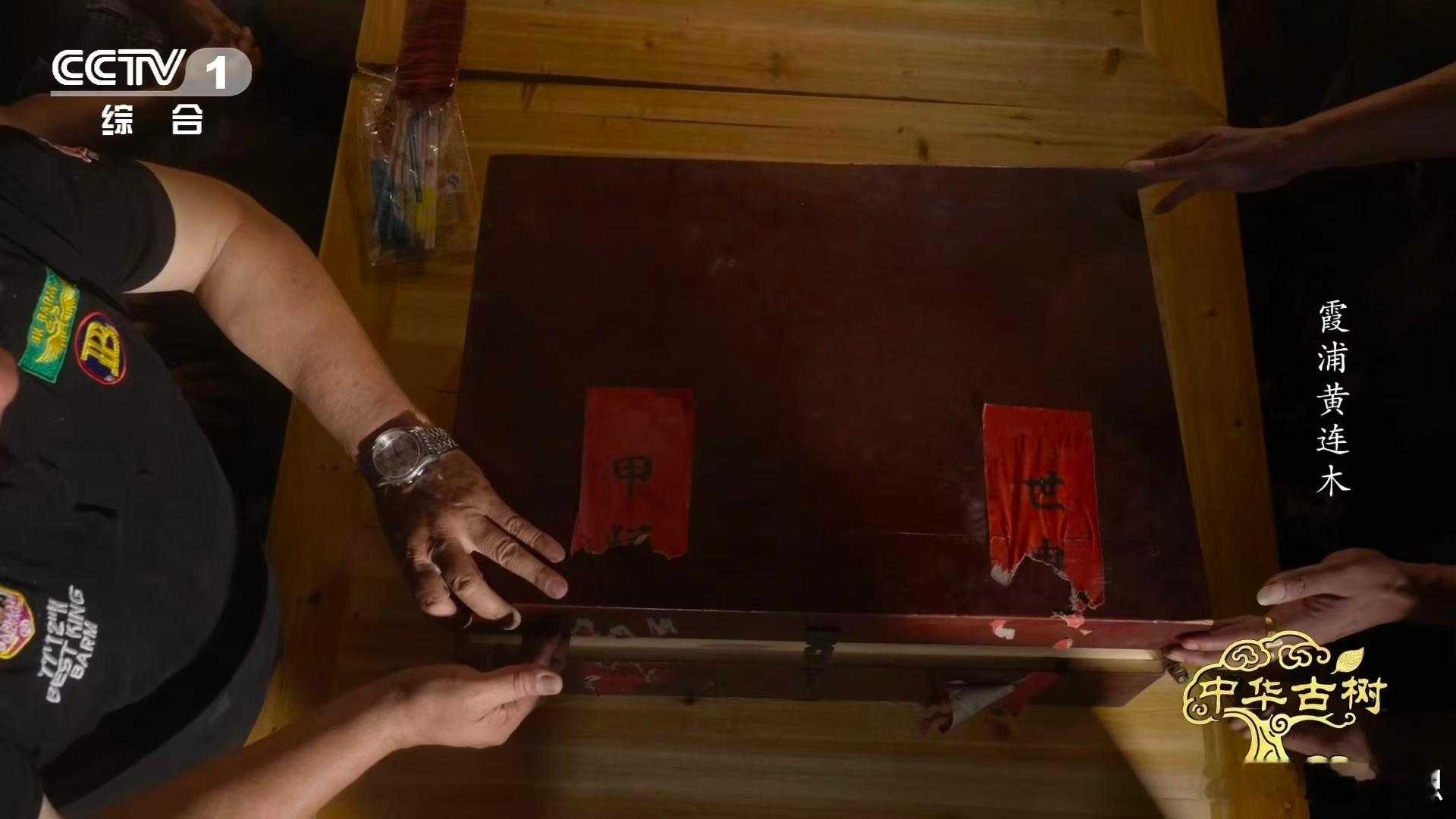 先民的智慧与自然的馈赠完美融合！面对倭寇侵扰，福建霞浦先民筑石为堡，古树自然加固