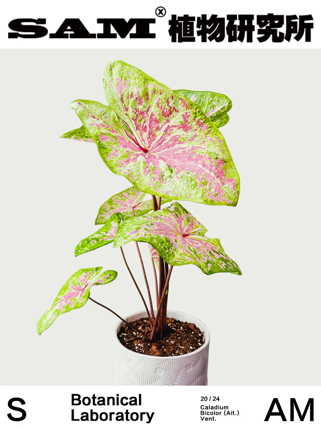 粉色泡沫｜Caladium Bicolor Ait.Vent