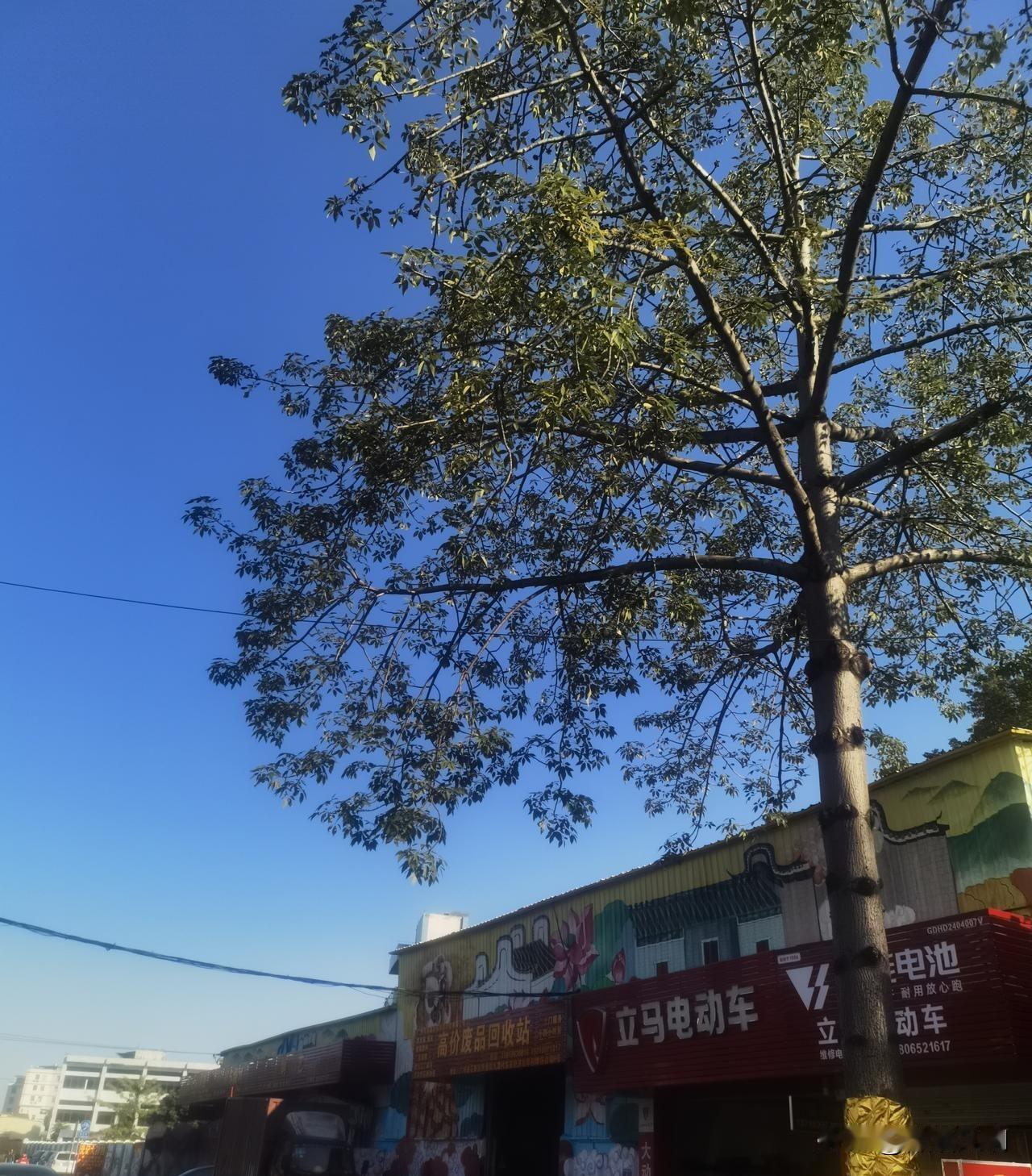 听电动车店老板说，自从新国标实施之后，店里就一直没生意！