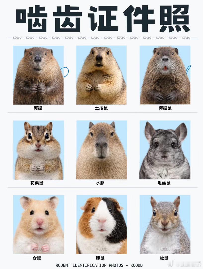 原来河狸小时候这么可爱啊 河狸 常见啮齿类动物🐹憨憨的可爱河狸是扁平大尾巴，海