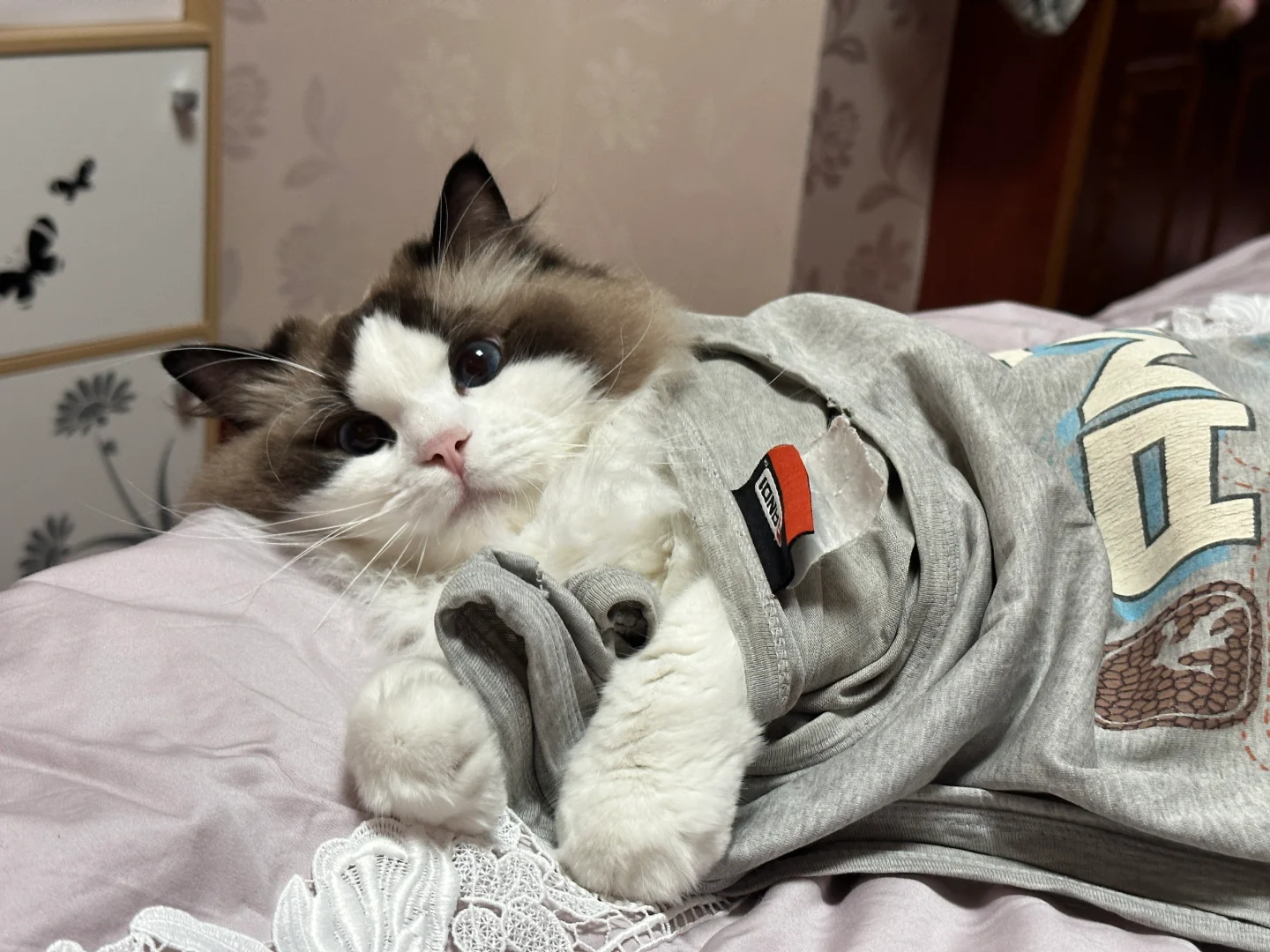 “小猫我呀，敢怒不敢言”