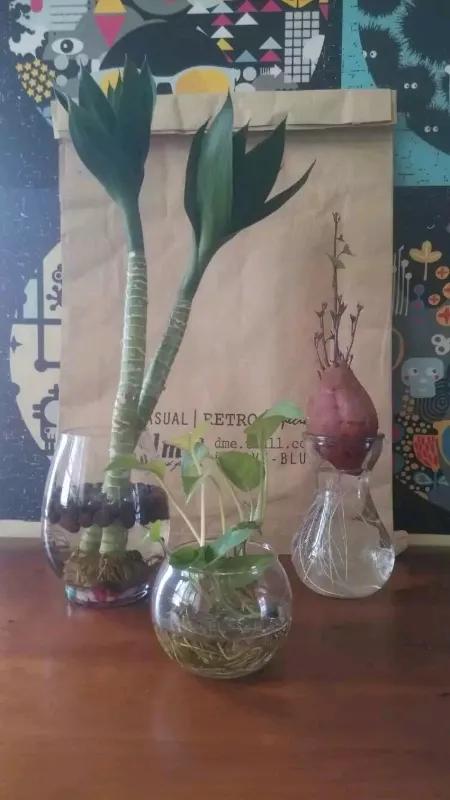 去年真是傻，花了几百块钱买多肉，两三个月后只剩空盆，那就直接水培得了，省心省事！