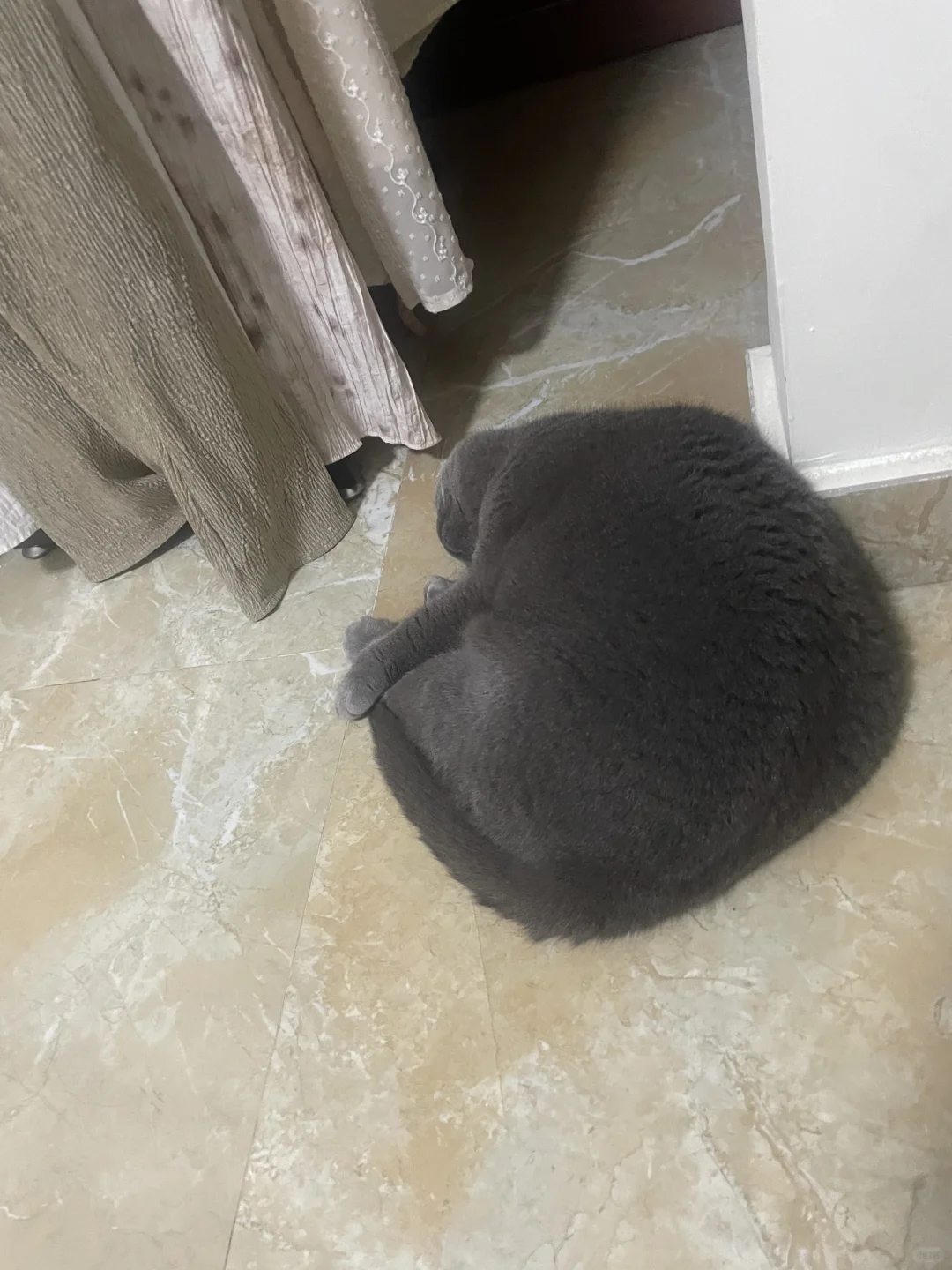 实不相瞒，我有一团猫😌😌