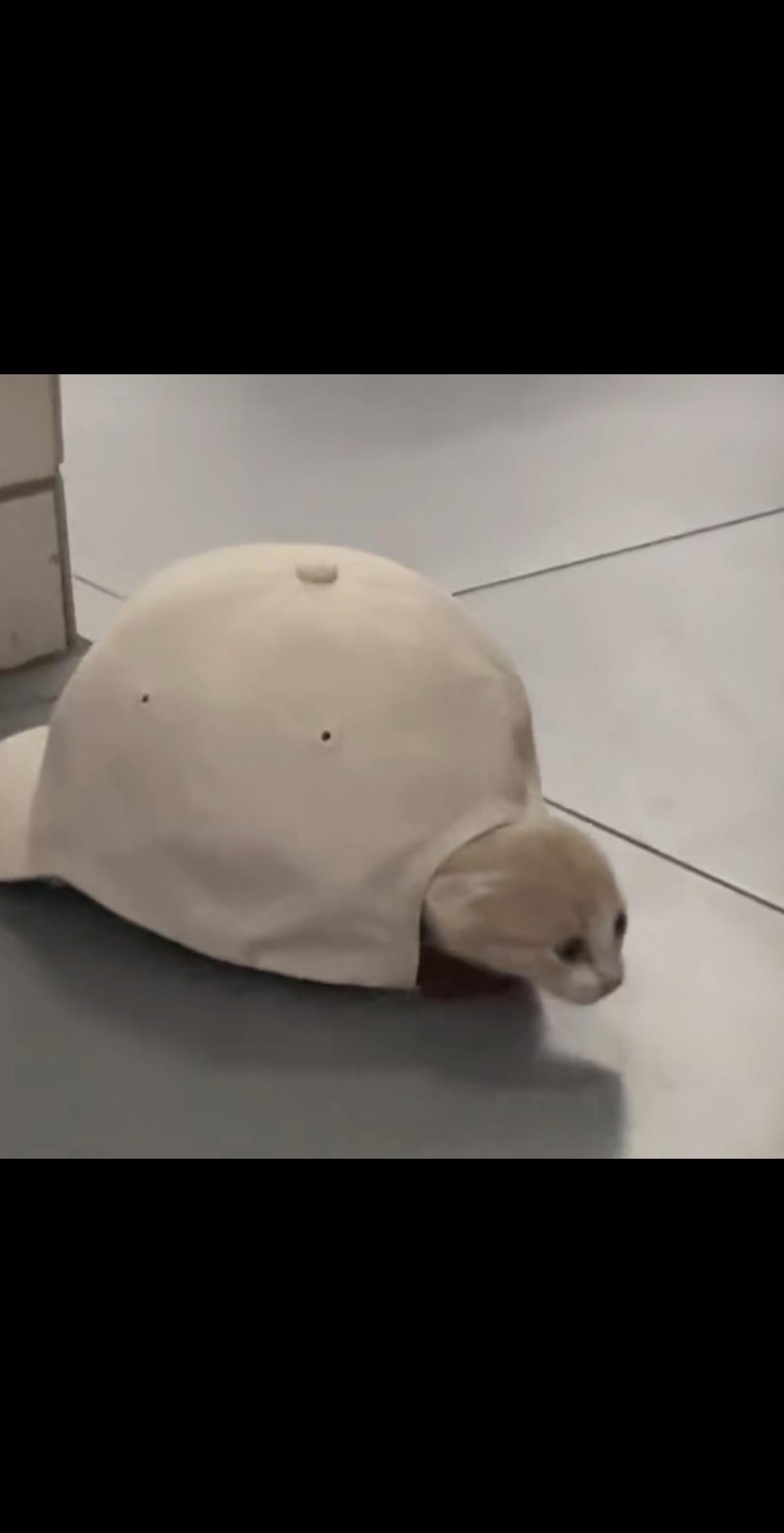 #随机头像# 在网上随机抓取到的一些有趣头像 ​​​