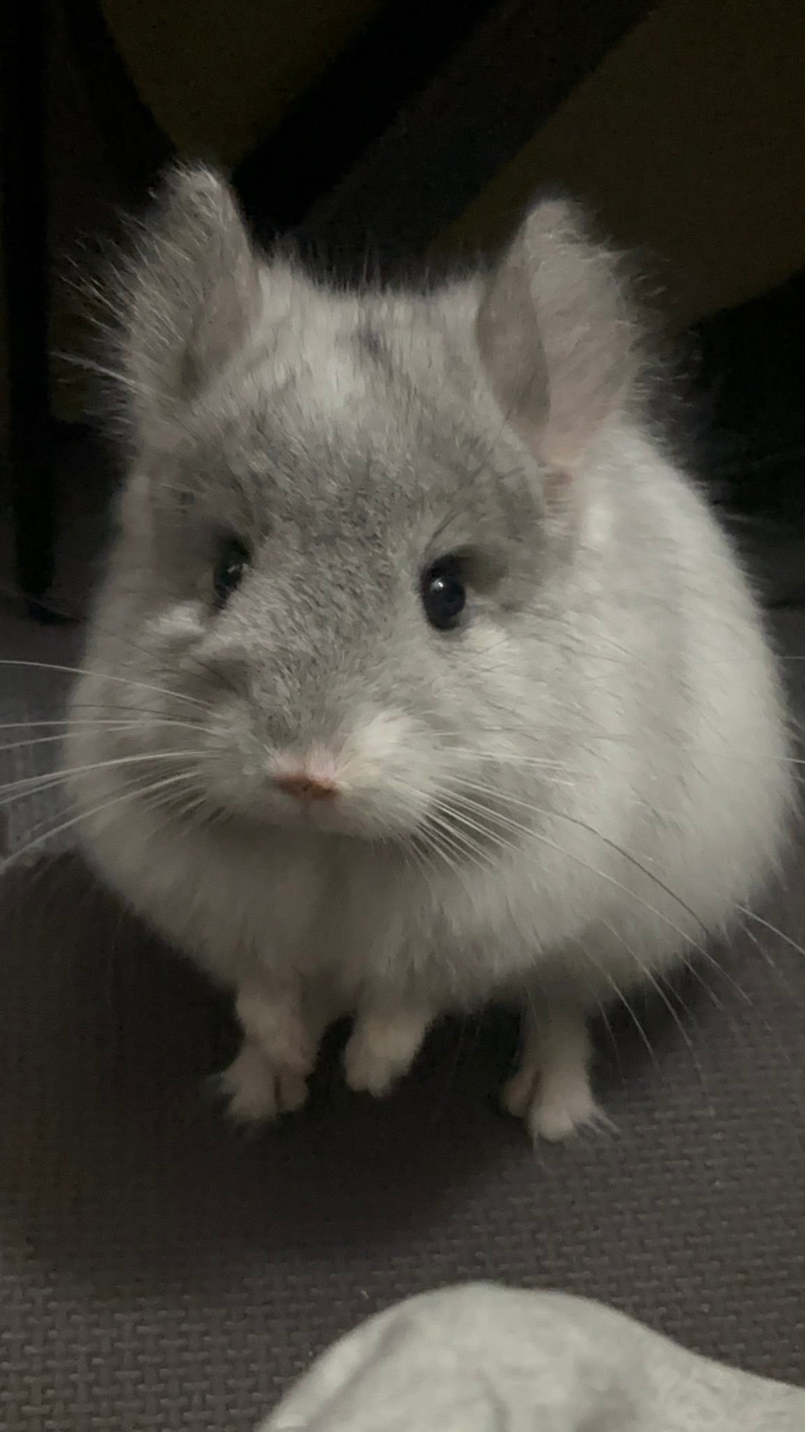 幼年状态的龙猫确实比成年的可爱些【推：chinchillagalca】 