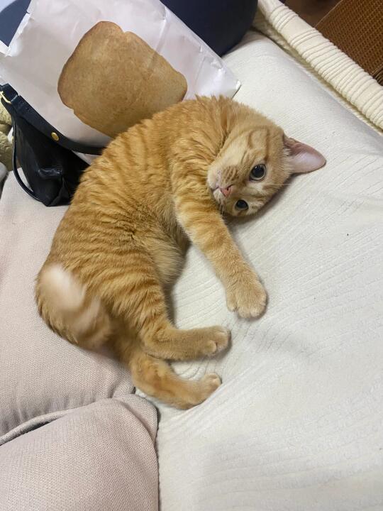 交出你手机里最近一张猫猫