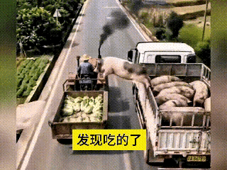 这段视频我来回翻看了好几次，场面格外有趣。公路上，一辆拉着生猪的货车和装满白菜的