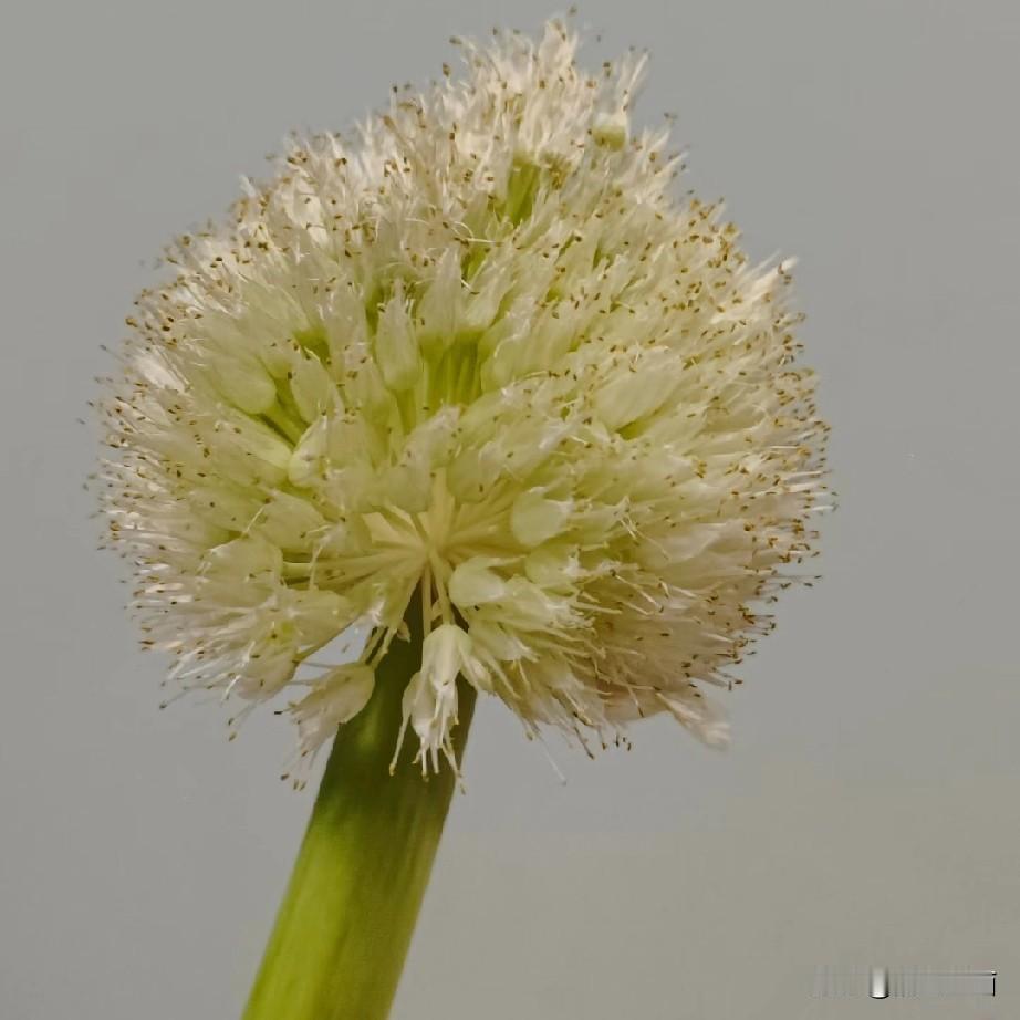 老公很久没买过菜了。这次出外路过卖菜摊贩处，主动买了好几样菜，我夸了他。谁知摘菜