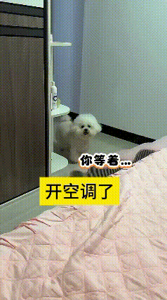 只要主人一说要开空调，这小狗立马就听懂啦。赶紧跑去把自己的小垫子叼过来，玩具也一
