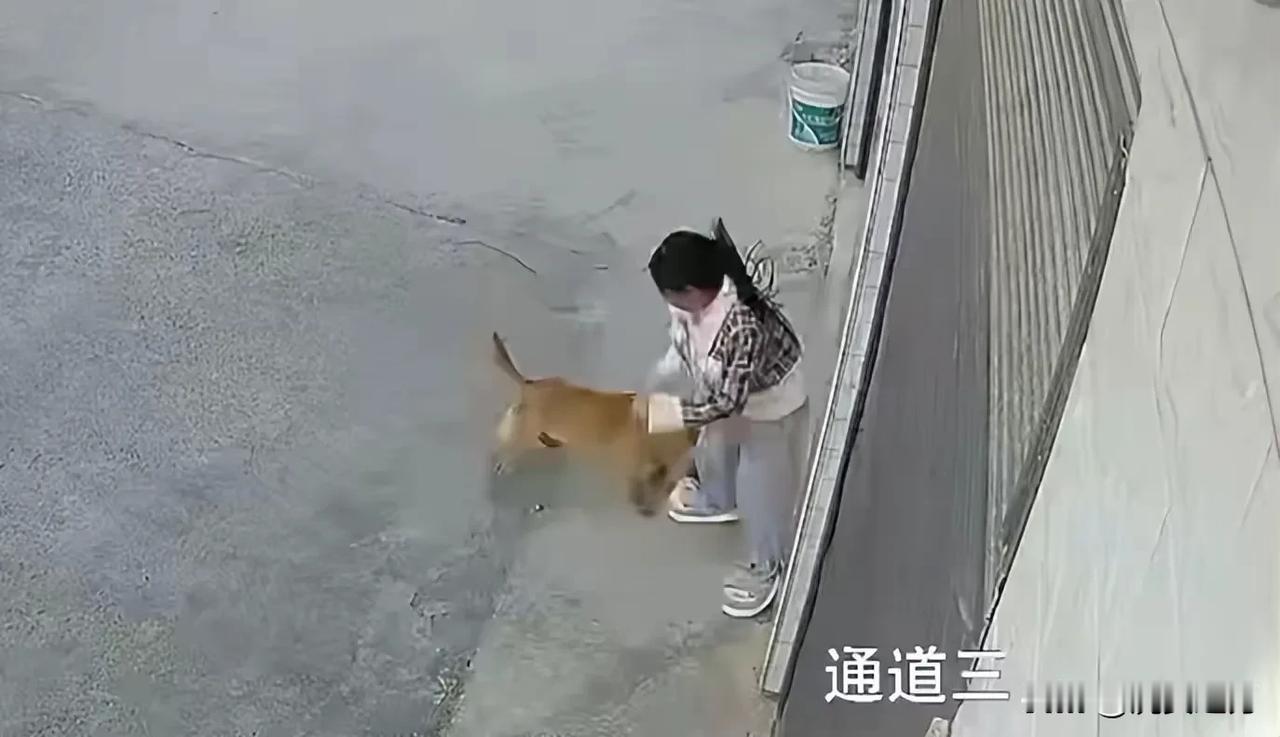 湖南该好好管管狗患了!尤其农村流浪狗多的惊人。用麻醉枪偷狗的行为也被禁止了。
1